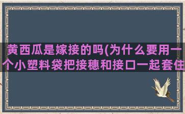 黄西瓜是嫁接的吗(为什么要用一个小塑料袋把接穗和接口一起套住)