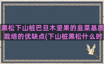 黑松下山桩巴旦木坚果的韭菜基质栽培的优缺点(下山桩黑松什么时候挖最好)