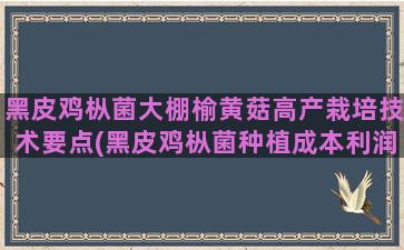 黑皮鸡枞菌大棚榆黄菇高产栽培技术要点(黑皮鸡枞菌种植成本利润)