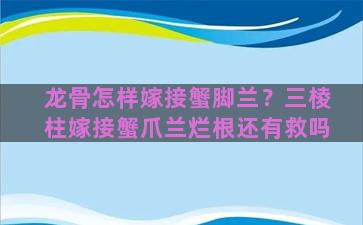 龙骨怎样嫁接蟹脚兰？三棱柱嫁接蟹爪兰烂根还有救吗